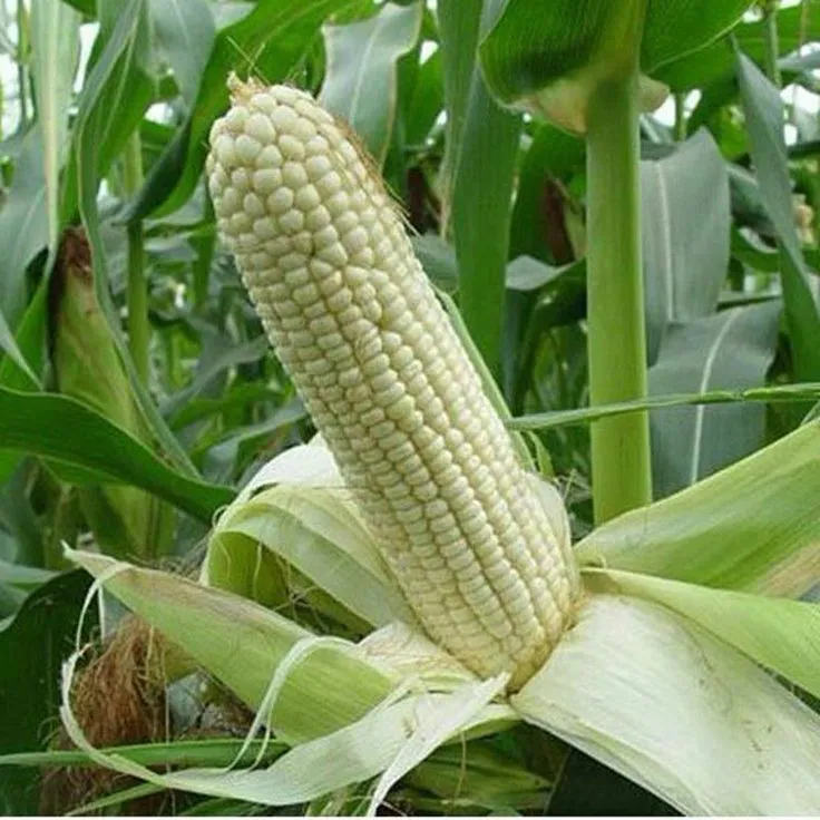 White Maize